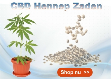 CBD Hennep Zaden Cibiday